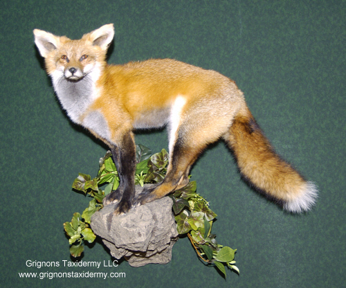 red fox mount